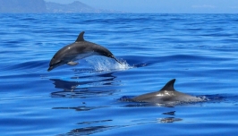 Описание: У Чорному морі живуть понад 250 тисяч дельфінів